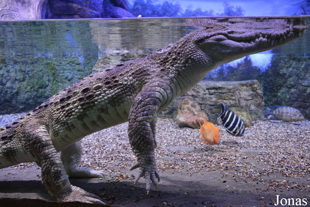 Crocodylus siamensis