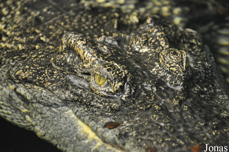 Crocodylus siamensis