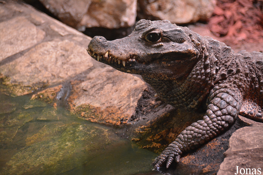 Osteolaemus tetraspis