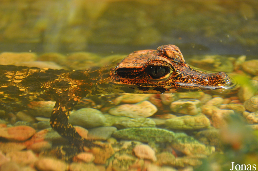 Osteolaemus tetraspis