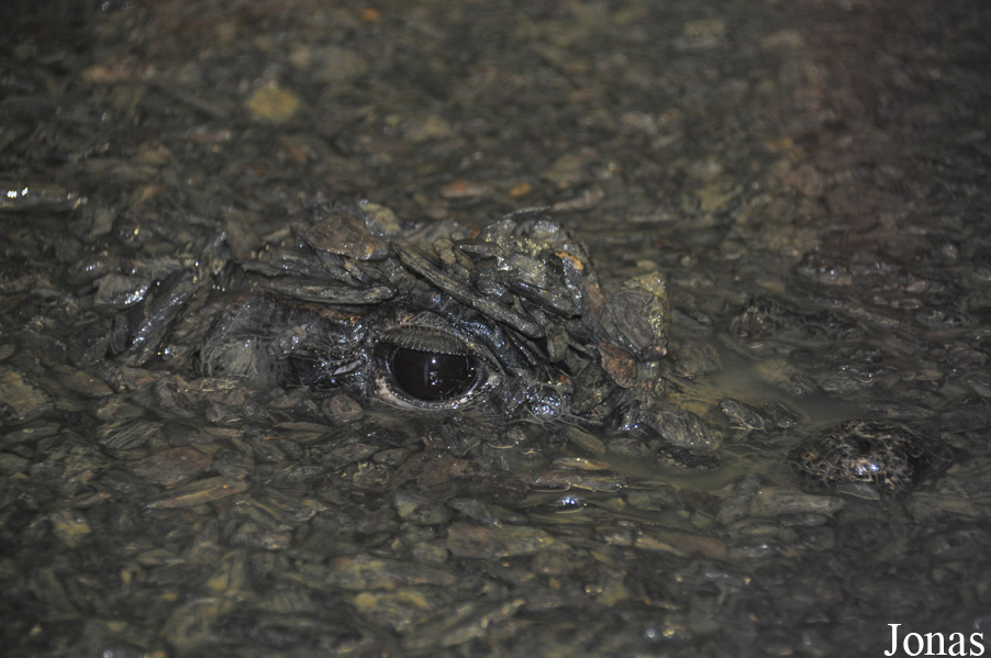 Osteolaemus tetraspis