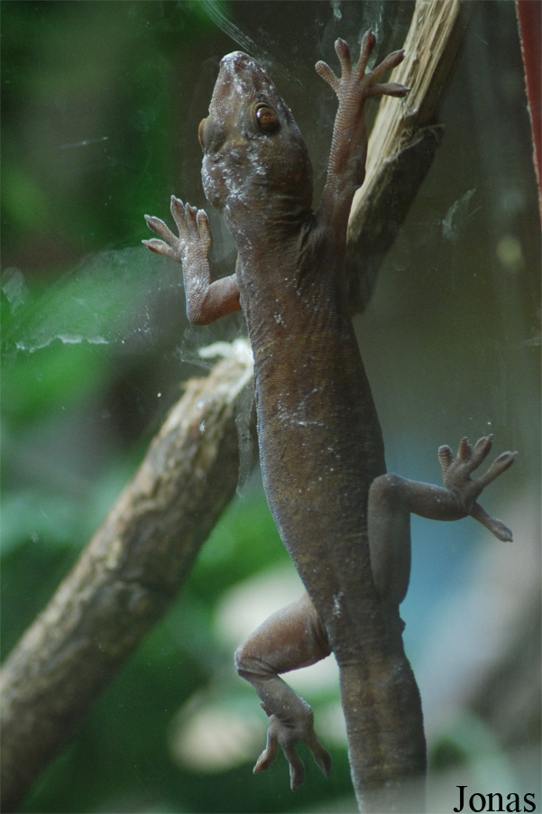 Gekko ulikovskii