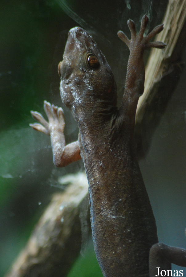 Gekko ulikovskii