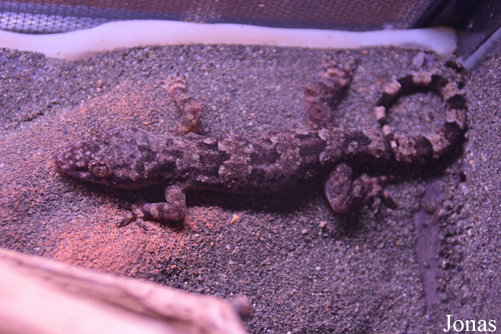 Hemidactylus mabouia
