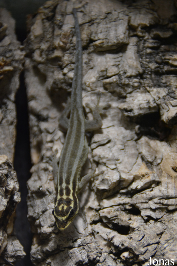 Lygodactylus kimhowelli