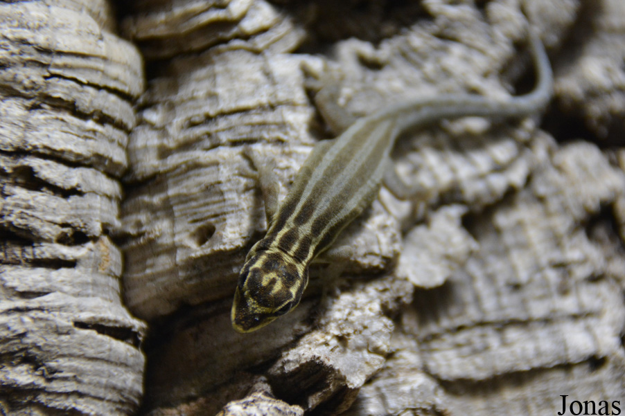 Lygodactylus kimhowelli