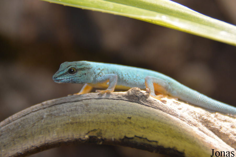 Lygodactylus williamsi