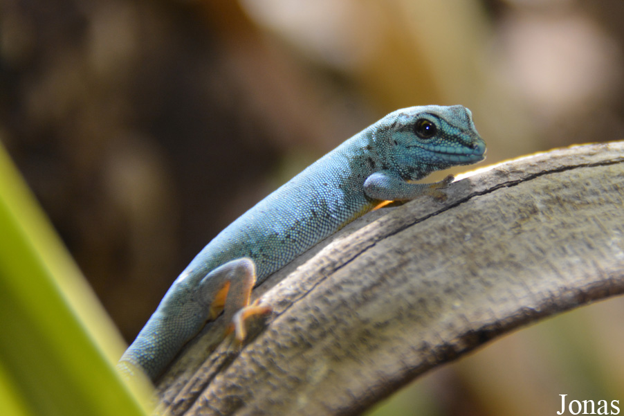 Lygodactylus williamsi