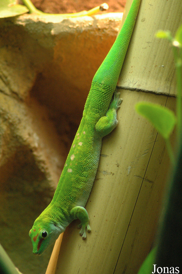 Phelsuma grandis