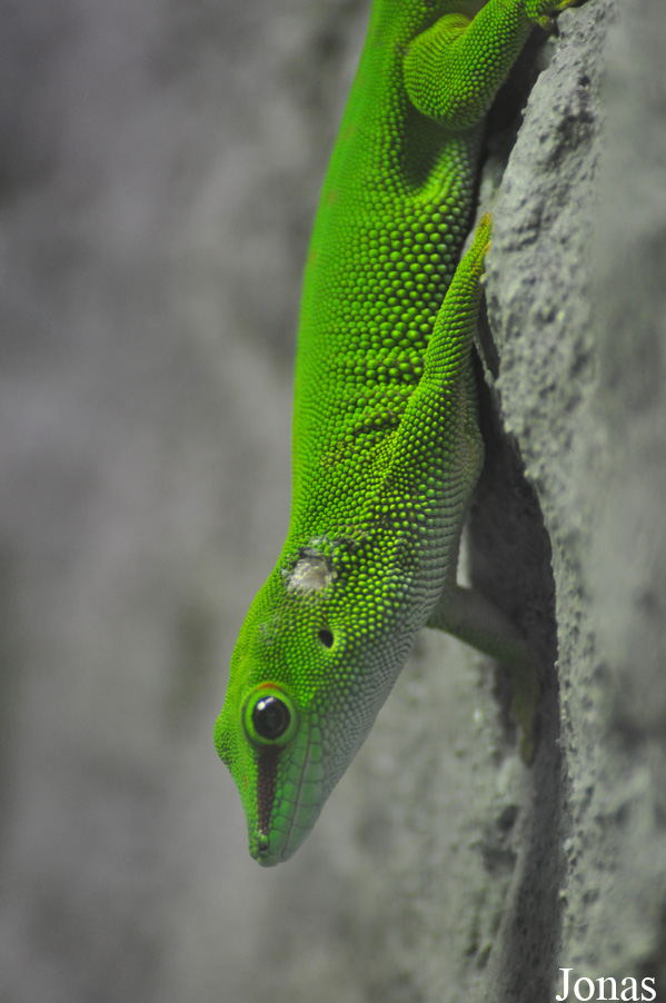 Phelsuma grandis