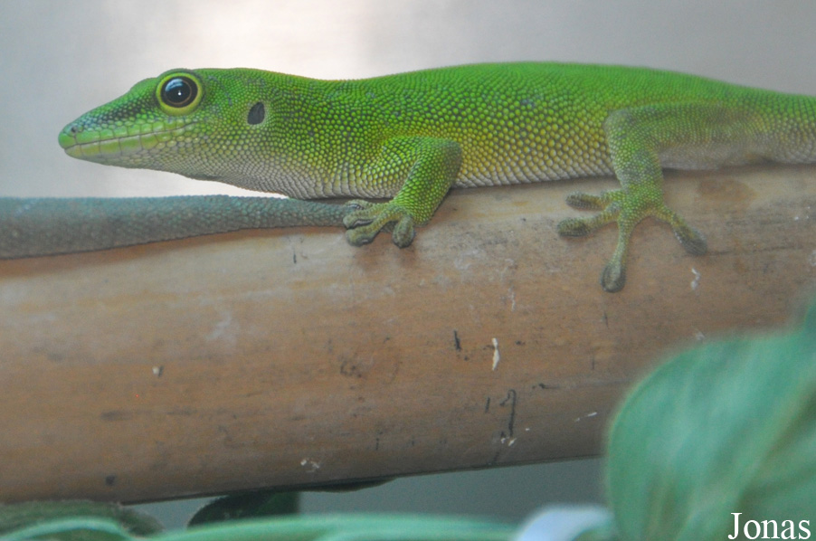 Phelsuma parkeri