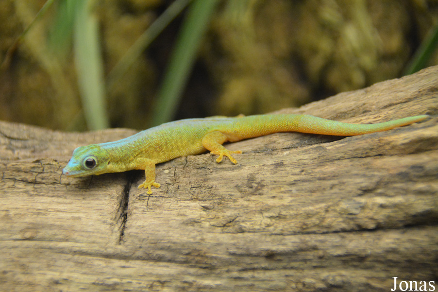 Phelsuma robertmertensi