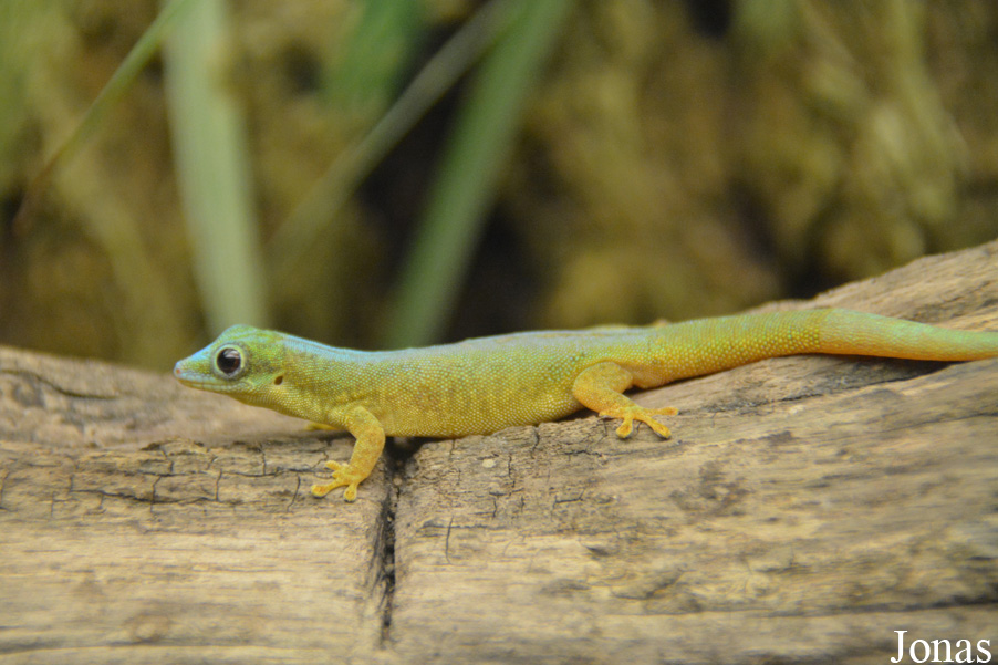 Phelsuma robertmertensi
