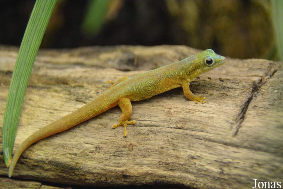 Phelsuma robertmertensi