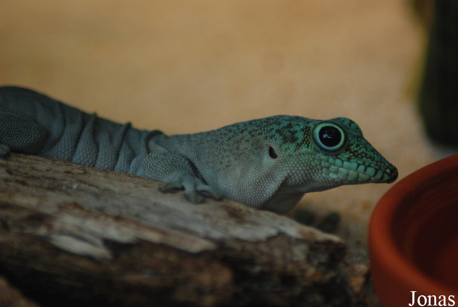Phelsuma standingi