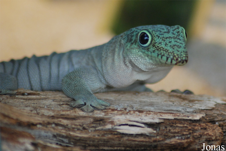 Phelsuma standingi