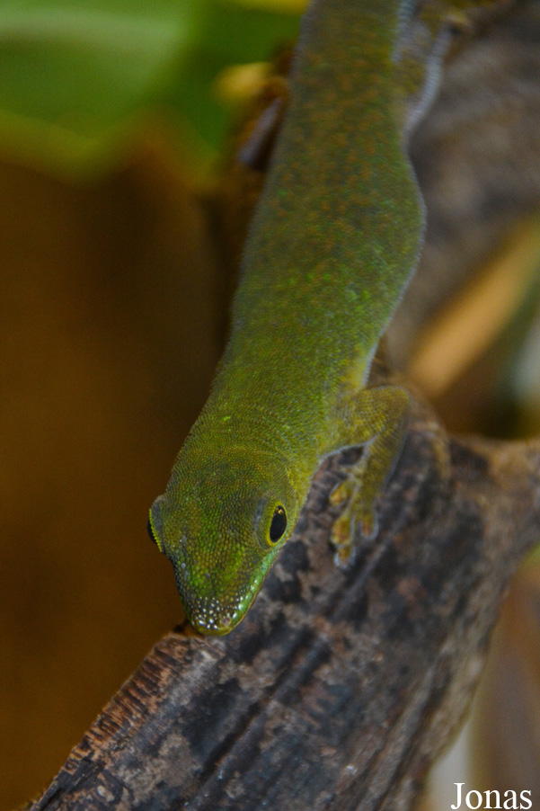 Phelsuma sundbergi