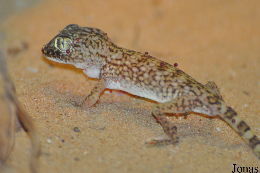 Stenodactylus doriae