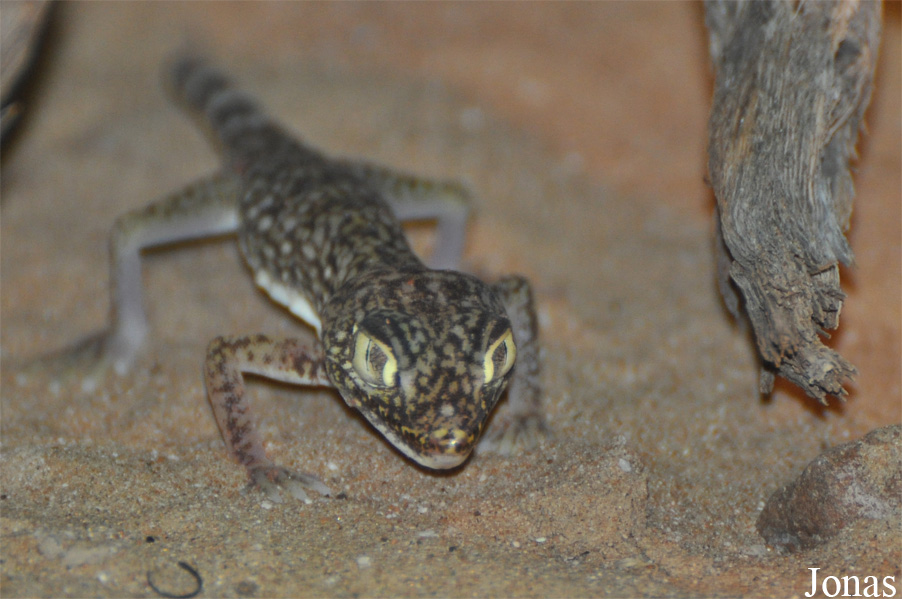 Stenodactylus doriae