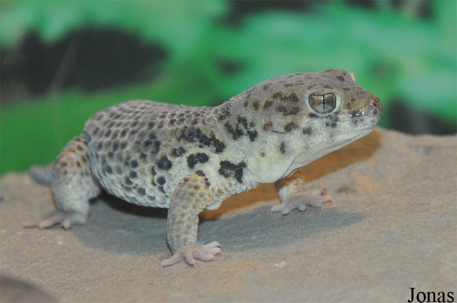 Teratoscincus roborowskii