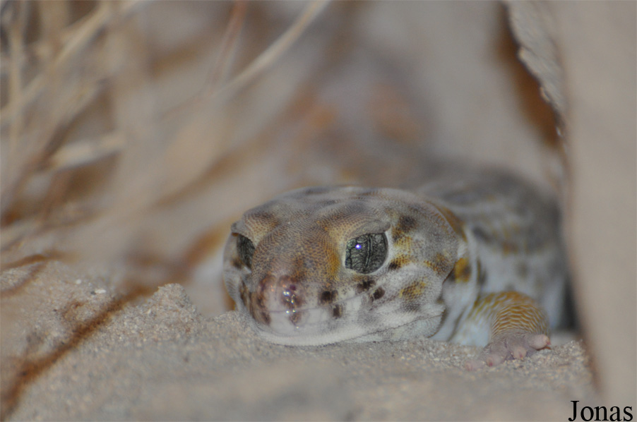 Teratoscincus scincus keyserlingi
