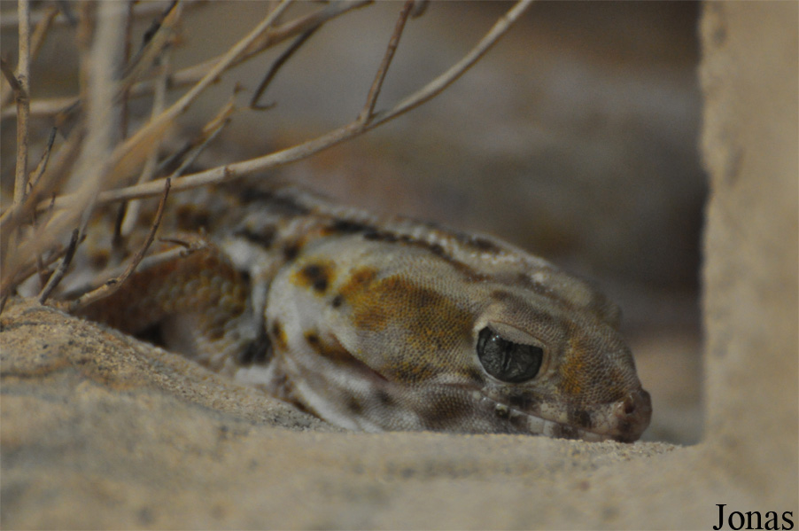 Teratoscincus scincus keyserlingi
