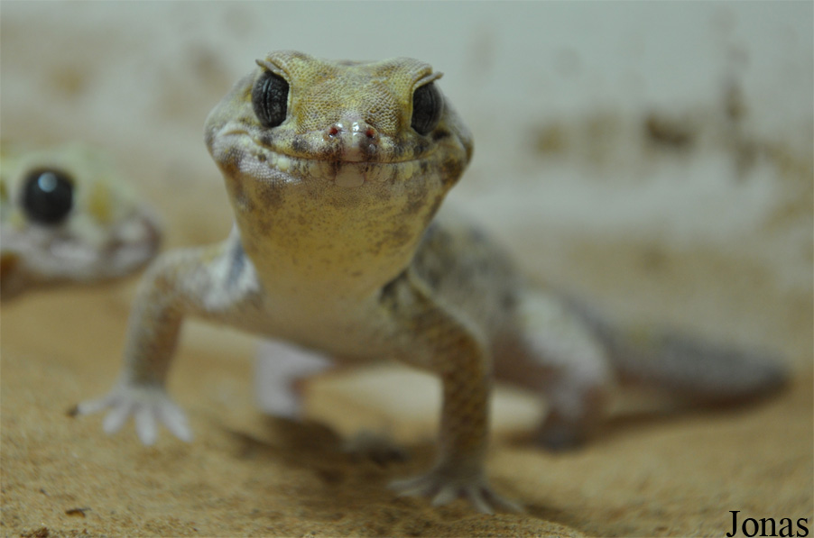 Teratoscincus scincus keyserlingi