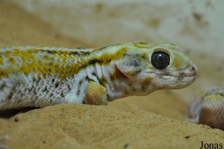 Teratoscincus scincus keyserlingi
