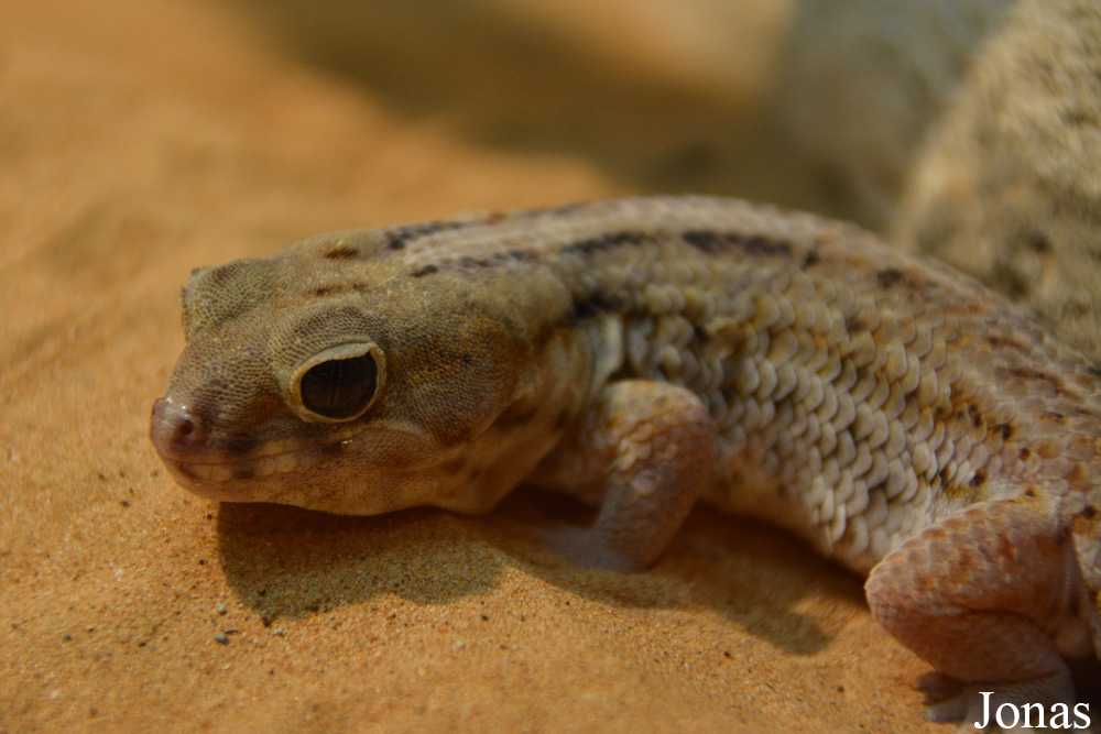 Teratoscincus scincus keyserlingi