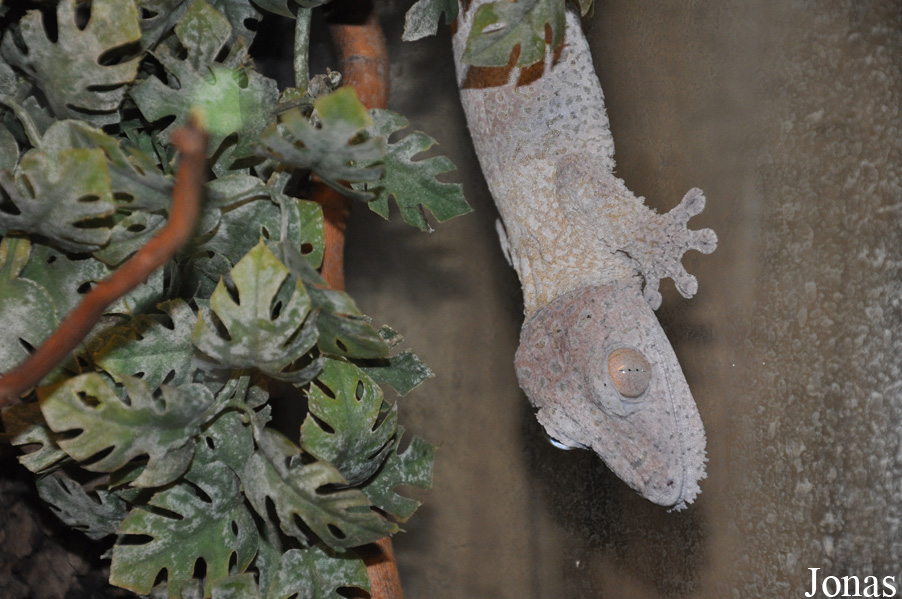 Uroplatus henkeli