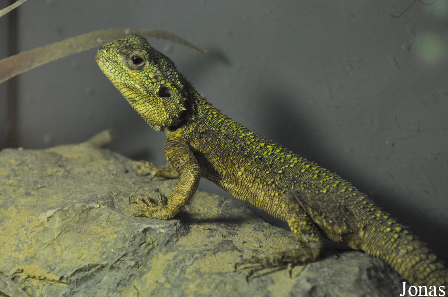 Acanthocercus atricollis
