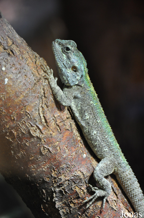 Acanthocercus atricollis