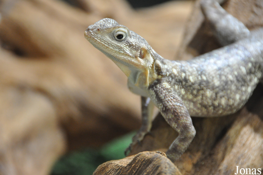 Agama lionotus