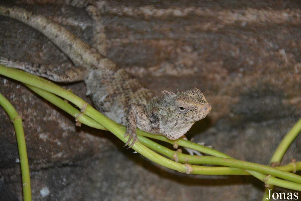 Calotes versicolor