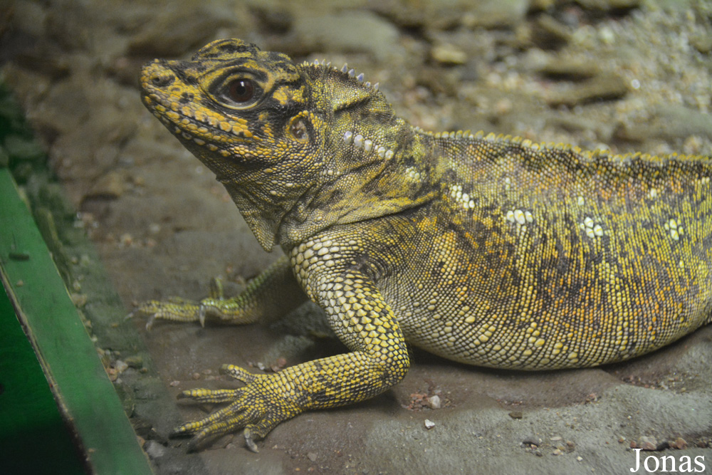 Hydrosaurus pustulatus
