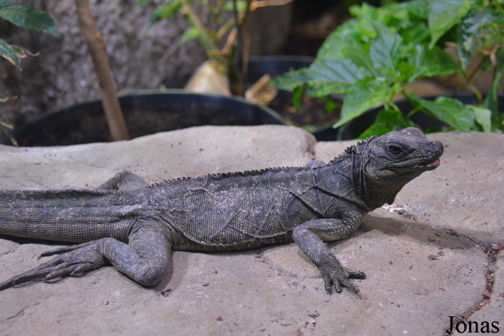 Hydrosaurus weberi
