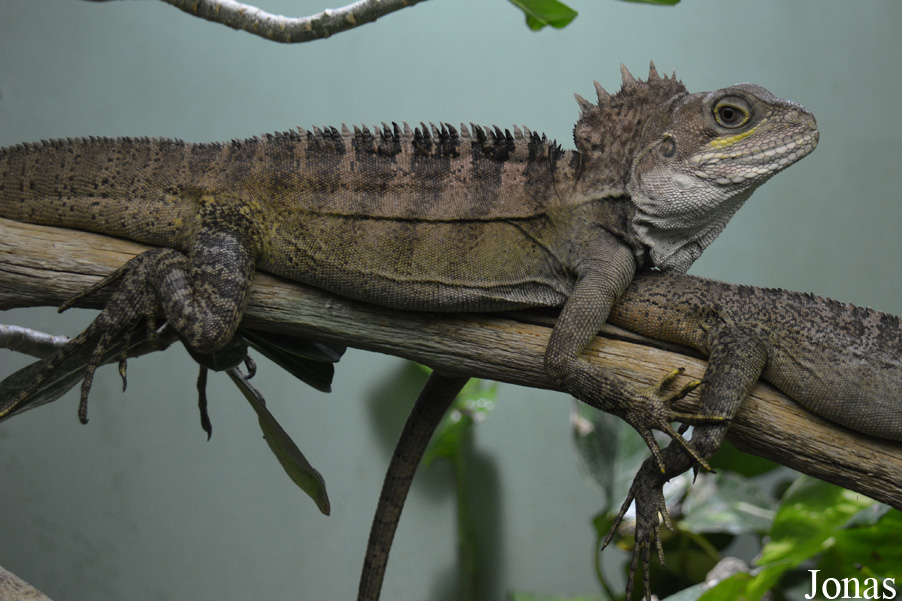 Hypsilurus magnus
