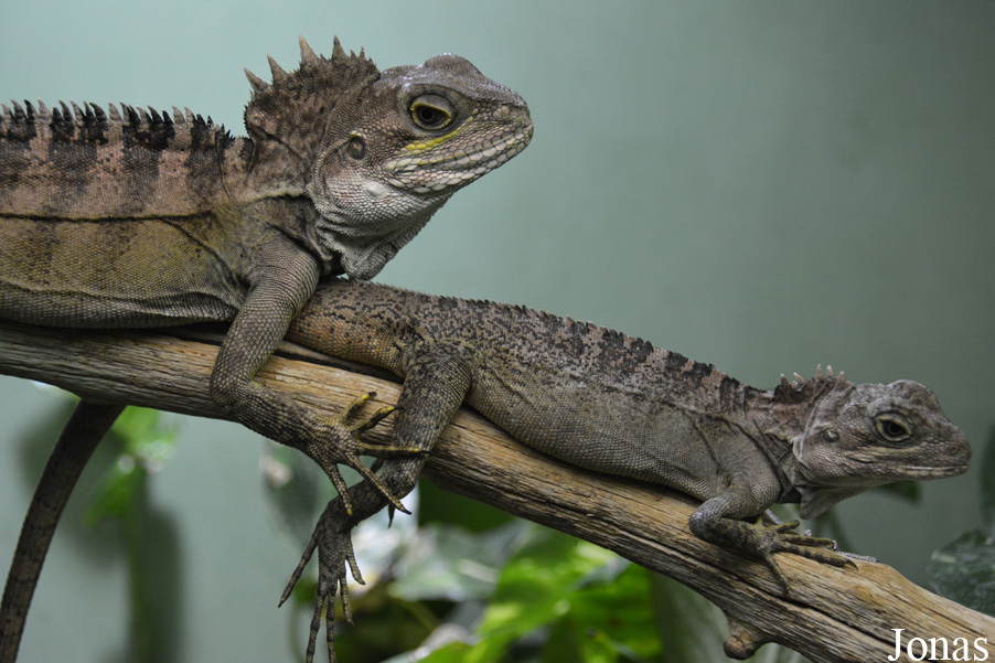 Hypsilurus magnus