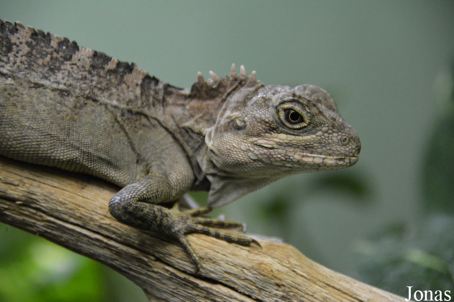Hypsilurus magnus