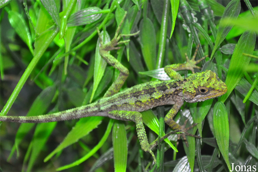 Japalura splendida