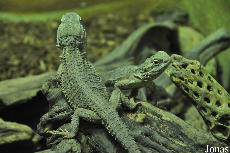 Pogona henrylawsoni