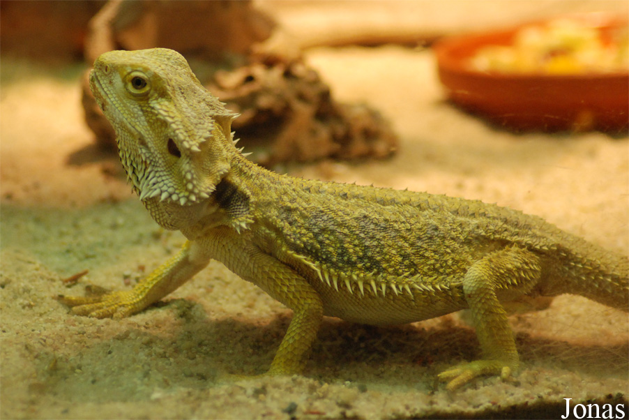 Pogona vitticeps