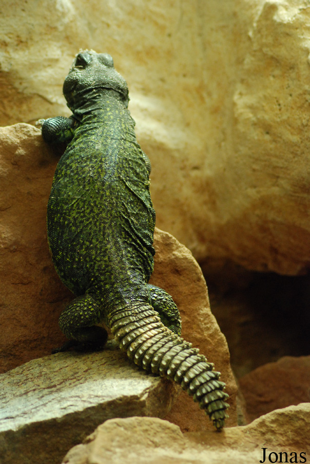 Uromastyx acanthinura