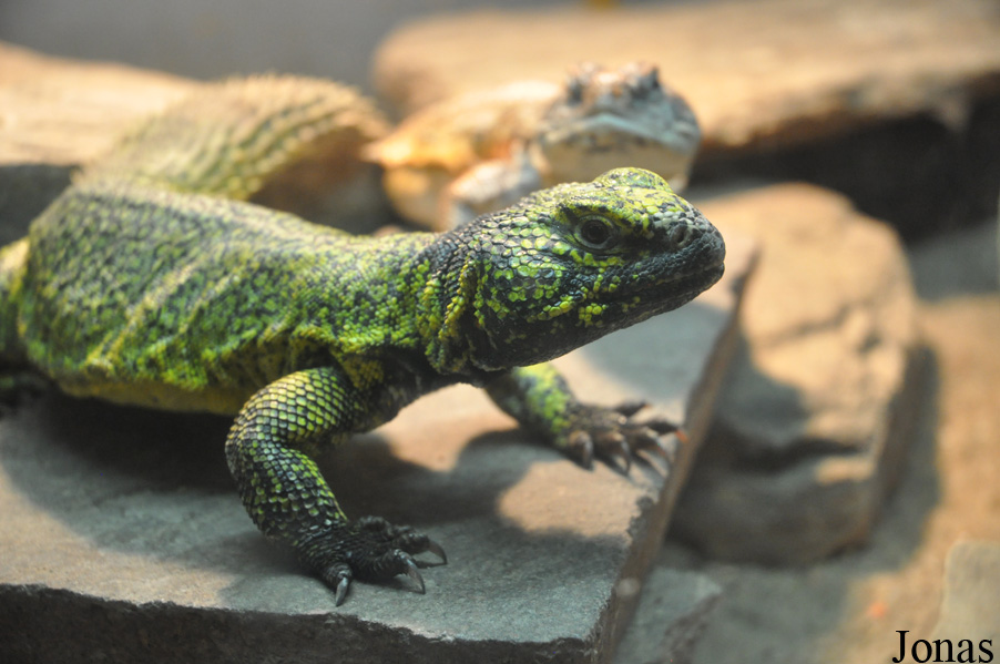 Uromastyx acanthinura