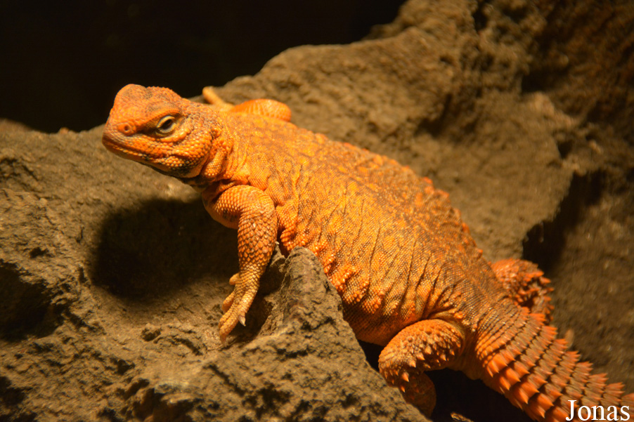 Uromastyx geyri