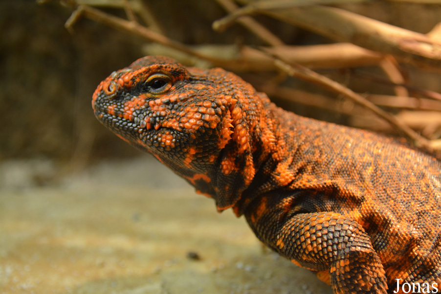 Uromastyx geyri
