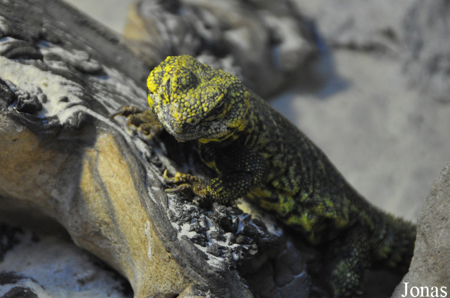 Uromastyx geyri