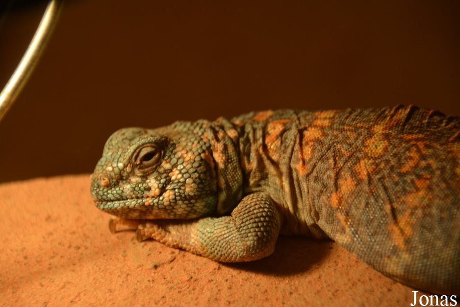 Uromastyx ornata