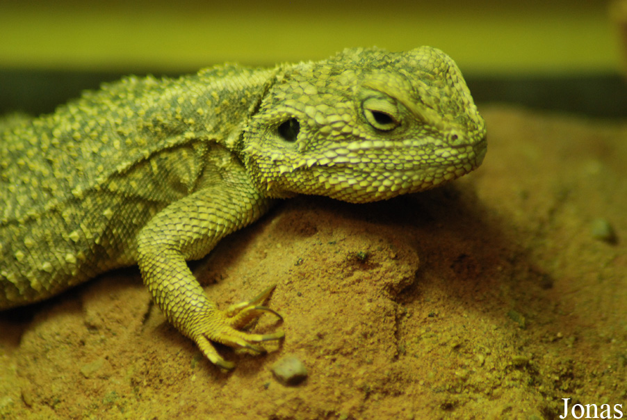 Xenagama batillifera