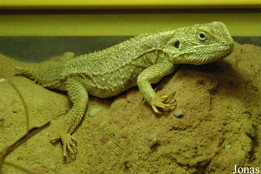 Xenagama batillifera